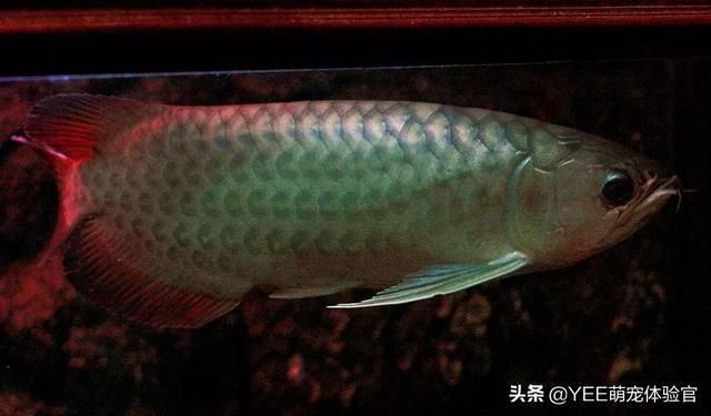 龍魚(yú)與西方文化差異探究：龍魚(yú)在東方和西方文化中的地位和象征意義 龍魚(yú)百科 第2張