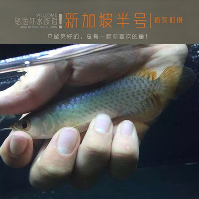 新加坡半號紅龍魚多少錢一只：新加坡半號紅龍魚價格