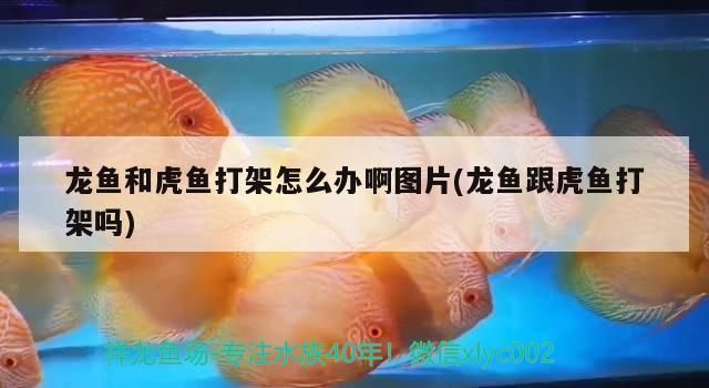 龍魚(yú)和虎魚(yú)打架嗎：如何判斷龍魚(yú)虎魚(yú)爭(zhēng)斗 龍魚(yú)百科 第1張