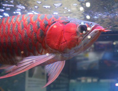 紅龍魚兇嗎？：紅龍魚攻擊性行為表現(xiàn)如何緩解紅龍魚攻擊性行為表現(xiàn) 紅龍魚百科 第2張