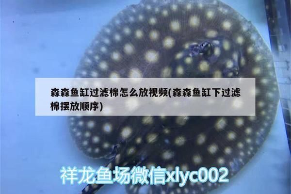 魚缸過濾棉順序：水族箱過濾棉的正確擺放順序