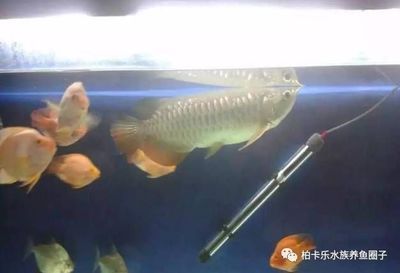 龍魚趴缸不愛(ài)游動(dòng)怎么辦：如何判斷龍魚是否水質(zhì)不適