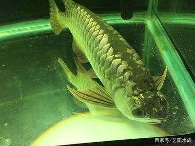 龍魚趴缸不愛(ài)游動(dòng)怎么辦：如何判斷龍魚是否水質(zhì)不適