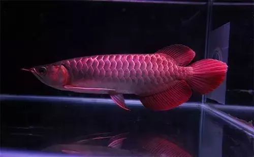 龍魚(yú)害怕就會(huì)側(cè)游怎么辦：如何改善龍魚(yú)害怕的側(cè)游行為 龍魚(yú)百科 第5張