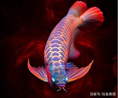 武漢紅龍魚拍賣價格多少：武漢紅龍魚拍賣價格受多種因素影響 紅龍魚百科 第5張