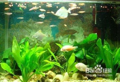 金龍魚的飼養(yǎng)方法對(duì)水質(zhì)ph要求是多少：金龍魚的飼養(yǎng)方法中，對(duì)水質(zhì)ph值有何具體要求？ 水族問答 第2張