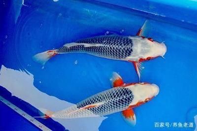 金龍魚的飼養(yǎng)水溫是多少度：金龍魚的理想水溫應(yīng)該如何調(diào)整， 水族問答 第1張