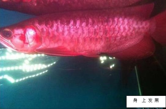 龍魚鱗片有黑斑怎么治療 龍魚百科 第5張