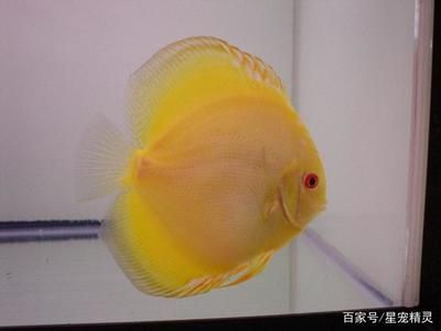 龍魚鱗片有黑斑怎么治療 龍魚百科 第3張