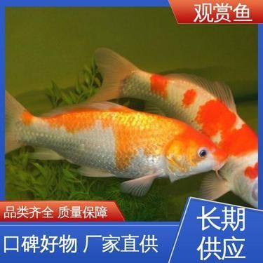 金龍魚的體積：關(guān)于金龍魚的幾個疑問 水族問答