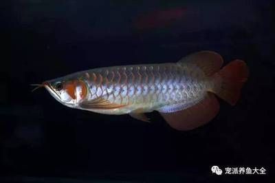 龍魚老頭魚還能長(zhǎng)大嗎：關(guān)于“老頭魚還能長(zhǎng)大嗎”的直接答案 龍魚百科 第3張