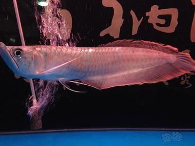 金龍魚的圖畫怎么畫：金龍魚的繪制方法 水族問答 第1張