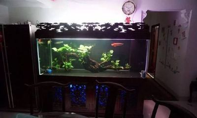 龍魚的缸要多大：龍魚缸內(nèi)植物配置建議,龍魚缸過濾系統(tǒng)選擇指南,龍魚缸清潔頻率及方法 龍魚百科 第4張