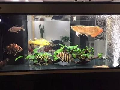 龍魚的缸要多大：龍魚缸內(nèi)植物配置建議,龍魚缸過濾系統(tǒng)選擇指南,龍魚缸清潔頻率及方法