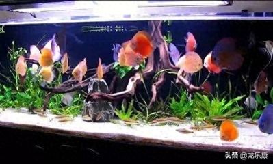 金龍魚的味道：金龍魚在烹飪中的作用與功效 水族問答 第1張