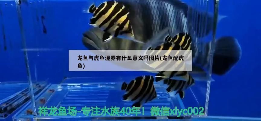 龍魚與虎魚混養(yǎng)有什么意義嗎：龍魚與虎魚混養(yǎng)在觀賞性和寓意上都有一定的意義 龍魚百科 第2張