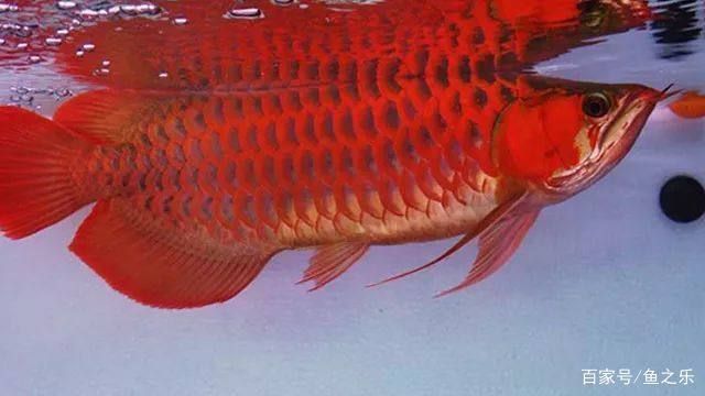 紅龍魚(yú)什么品相最好：紅龍魚(yú)品相鑒定技巧 紅龍魚(yú)百科 第2張