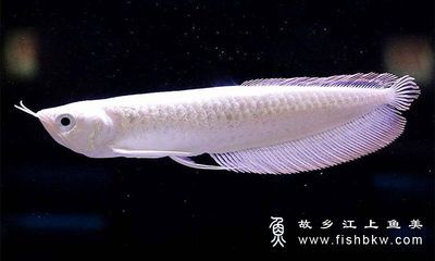 龍魚全身長白點是什么原因：龍魚全身長白點是怎么回事 龍魚百科 第5張