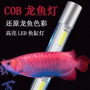 紅龍魚增色用什么燈：紅龍魚增色燈怎么選擇