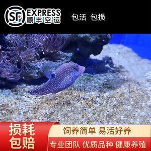 龍魚怎么發(fā)快遞：快遞龍魚長(zhǎng)途運(yùn)輸存活率提升方法是什么時(shí)候 龍魚百科 第5張