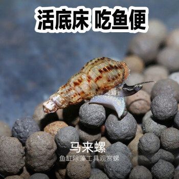 榮郁魚缸：榮郁魚缸怎么樣？ 魚缸百科 第3張