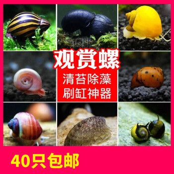 榮郁魚缸：榮郁魚缸怎么樣？ 魚缸百科 第5張