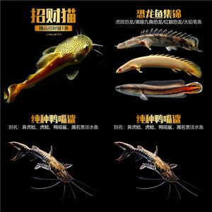 紅龍魚活體魚怎么喂：關(guān)于紅龍魚活體魚喂食的詳細信息 紅龍魚百科 第2張