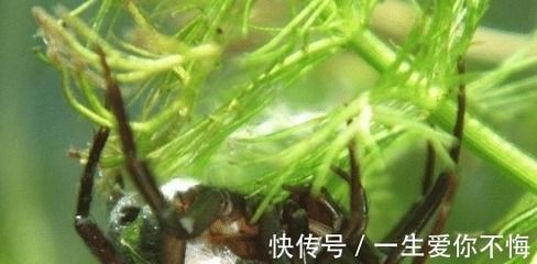 金龍魚的學(xué)名叫什么：關(guān)于金龍魚的一些疑問句及其回答 水族問答 第1張