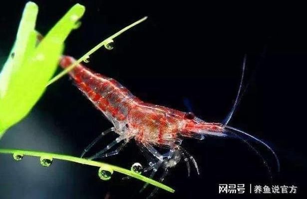 金龍魚的眼睛：金龍魚的眼睛為什么那么大？ 水族問答 第2張