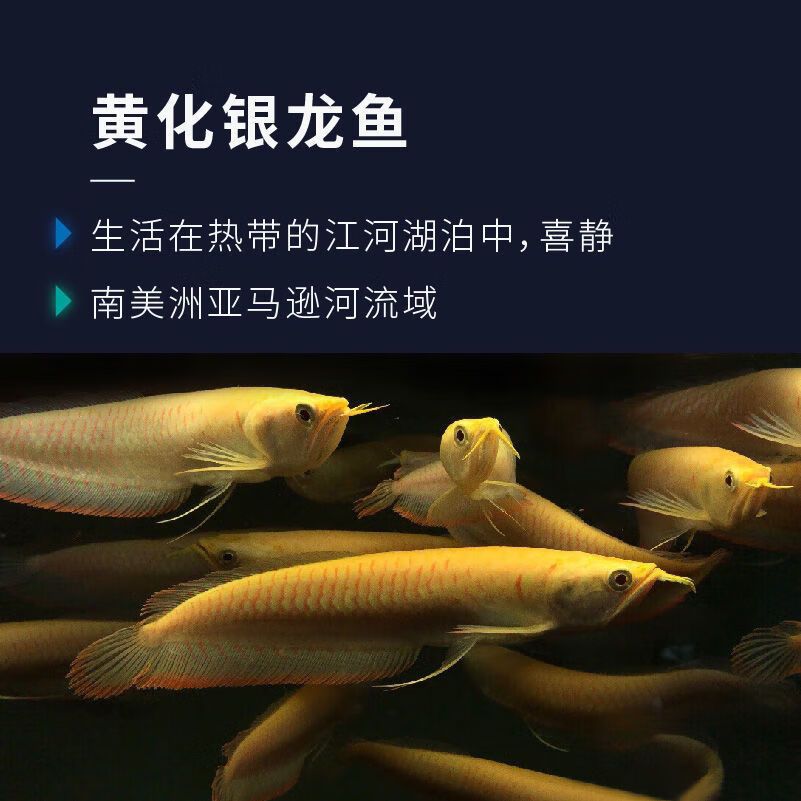 龍魚苗：如何判斷龍魚苗的健康狀況，龍魚苗飼養(yǎng)常見誤區(qū)