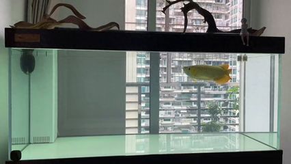 如何判斷龍魚(yú)麻醉深度：判斷龍魚(yú)的麻醉深度是水族愛(ài)好者和專業(yè)養(yǎng)魚(yú)人士在進(jìn)行龍魚(yú)麻醉時(shí)的一個(gè)重要技能 龍魚(yú)百科 第4張