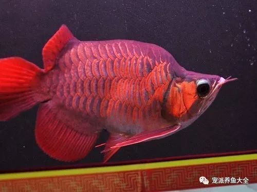 泗水超血王紅龍魚：泗水超血王紅龍魚市場價(jià)格 紅龍魚百科 第2張