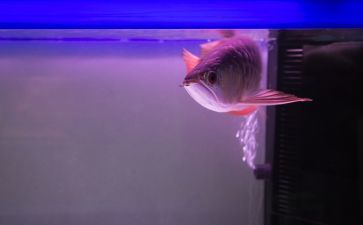 龍魚可以吃草魚苗嗎：龍魚可以吃草魚苗但需要注意一些事項(xiàng)以保證龍魚的健康 龍魚百科 第5張