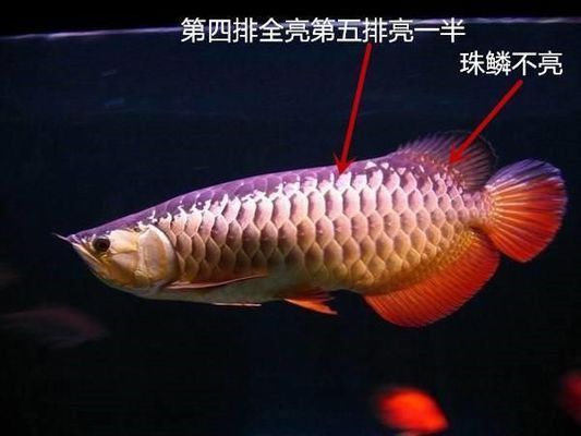 挑選紅龍魚的細節(jié)描述作文：如何挑選優(yōu)質的紅龍魚