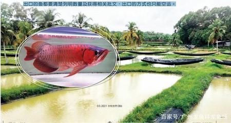 龍魚繁殖場：幾家知名的龍魚繁殖場 龍魚百科 第5張