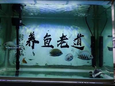 魚缸水泵不動：魚缸水泵不動的一些原因及其解決方案