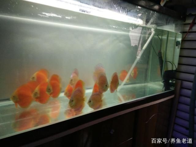 魚缸過濾系統(tǒng)選擇指南：如何選擇合適的魚缸過濾器 魚缸百科 第4張