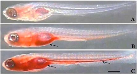 金龍魚的寓意是什么：金龍魚在中國傳統(tǒng)文化中代表著什么？ 水族問答 第1張