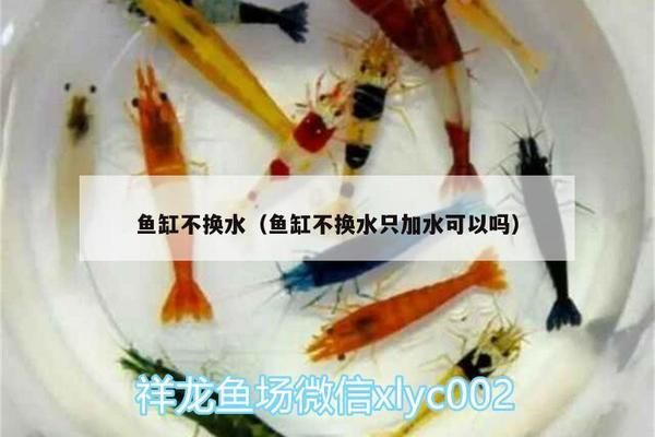 魚(yú)缸可以只加水不換水嗎：魚(yú)缸只加水不換水的方法是可行的，但需要滿足一定條件 魚(yú)缸百科 第2張