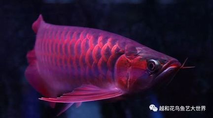 紅龍魚生長在哪里最多：紅龍魚生長環(huán)境和分布