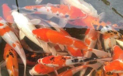 龍魚吃錦鯉飼料：龍魚可以吃錦鯉飼料嗎