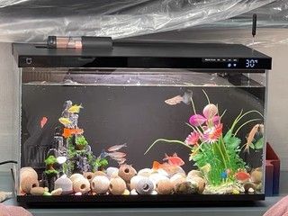 小米魚缸適合什么加熱棒50w還是100w：小米魚缸加熱棒的選擇應考慮其功率,對于小米魚缸加熱棒的選擇 魚缸百科 第5張