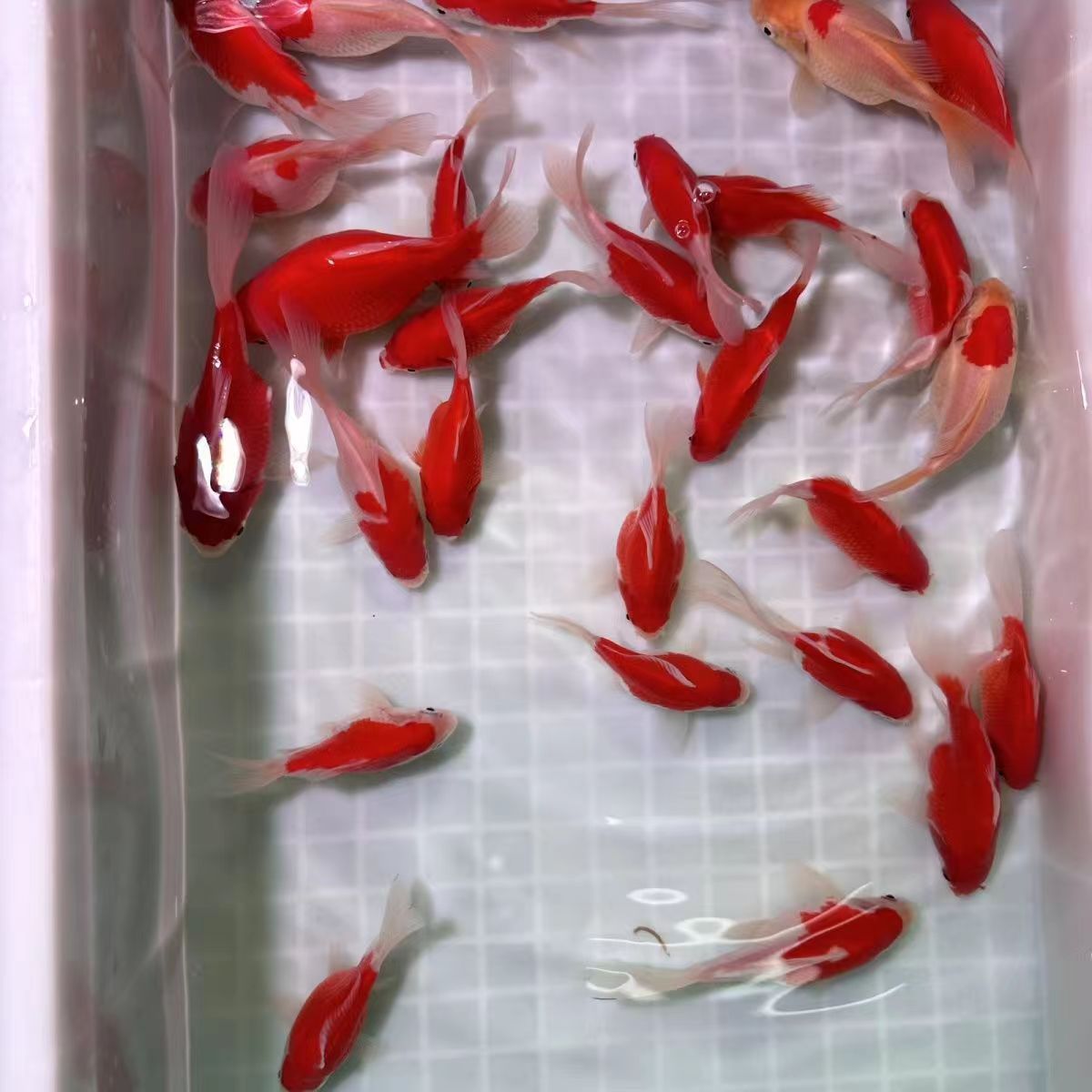 龍魚缸一般多大容量好：養(yǎng)龍魚的魚缸容量應該根據什么種類和體型來決定養(yǎng)龍魚的容量