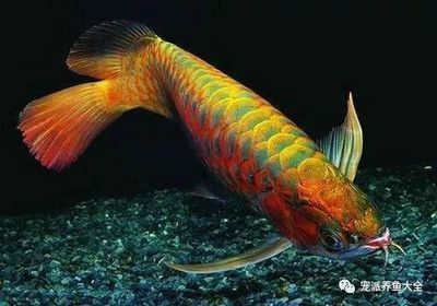 龍魚都掉眼嗎：龍魚掉眼與水質(zhì)關(guān)系 龍魚百科 第2張