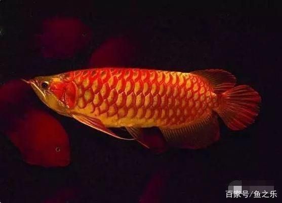 龍魚疾病的預防和治療措施視頻：龍魚疾病的預防及治療方法 龍魚百科 第3張