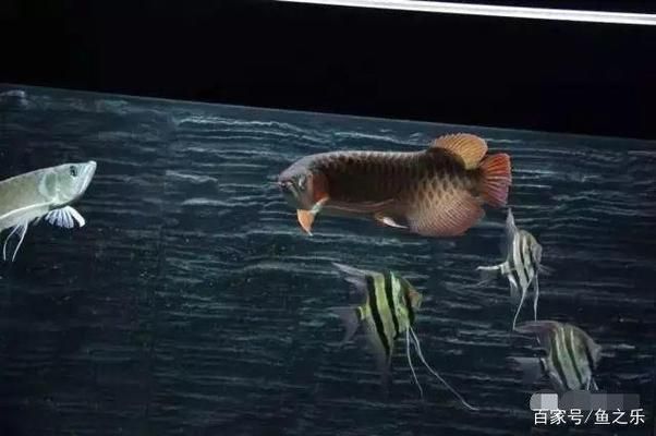 龍魚疾病的預防和治療措施視頻：龍魚疾病的預防及治療方法 龍魚百科 第1張