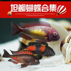 龍魚怎么配：幾種適合與龍魚混養(yǎng)的魚種 龍魚百科 第4張