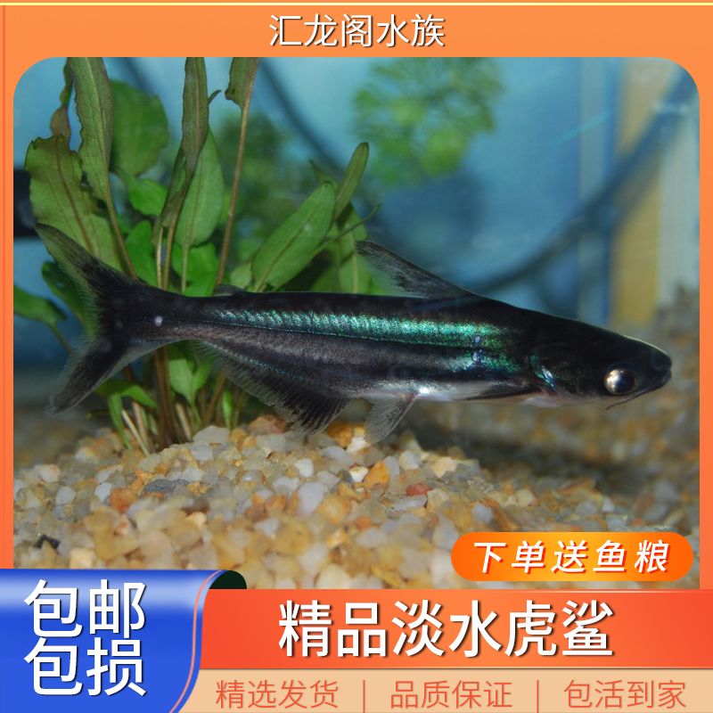 龍魚怎么配：幾種適合與龍魚混養(yǎng)的魚種 龍魚百科 第5張