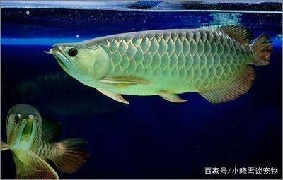 龍魚爛身病怎么治療：龍魚爛身病如何治療 龍魚百科 第4張