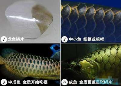 龍魚鱗片潰爛怎么治療：龍魚鱗片潰爛可能由多種因素引起 龍魚百科 第5張